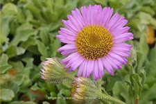 Erigeron glaucus 'Sea Breeze'®