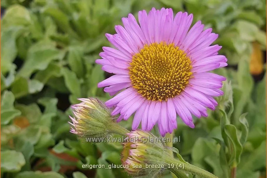 Erigeron glaucus 'Sea Breeze'®