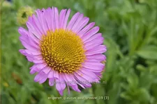 Erigeron glaucus 'Sea Breeze'®