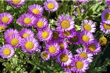 Erigeron glaucus 'Sea Breeze'®