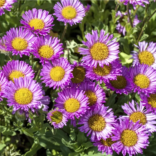 Erigeron glaucus 'Sea Breeze'®