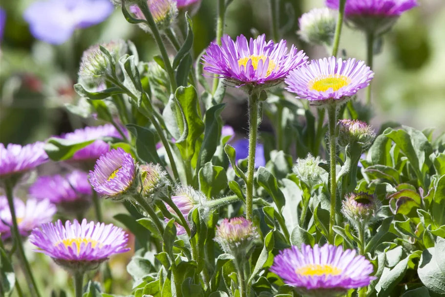 Erigeron glaucus 'Sea Breeze'®