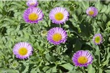 Erigeron glaucus 'Sea Breeze'®