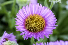 Erigeron glaucus 'Sea Breeze'®