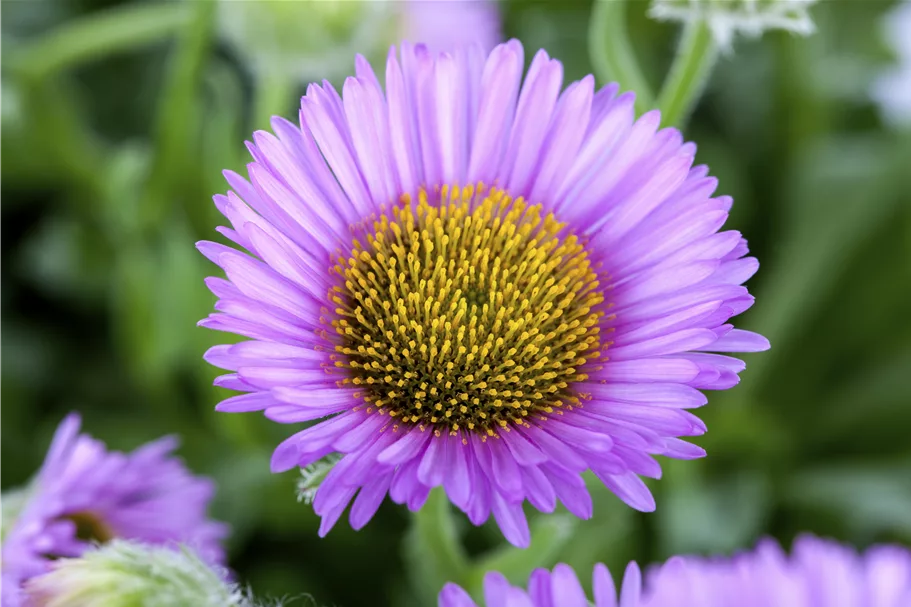 Erigeron glaucus 'Sea Breeze'®