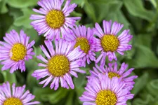 Erigeron glaucus 'Sea Breeze'®