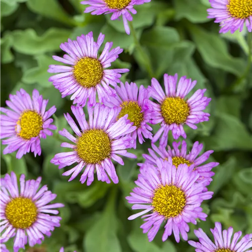 Erigeron speciosus 'Rosa Juwel'
