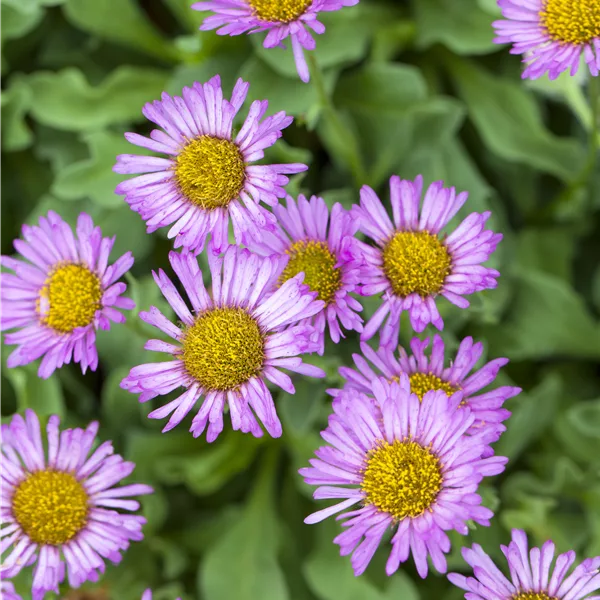 Erigeron speciosus 'Rosa Juwel'