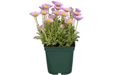 Erigeron glaucus 'Sea Breeze'®