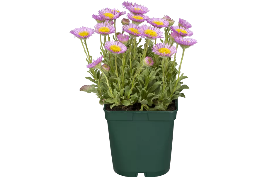 Erigeron glaucus 'Sea Breeze'®