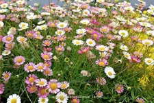 Erigeron karvinskianus