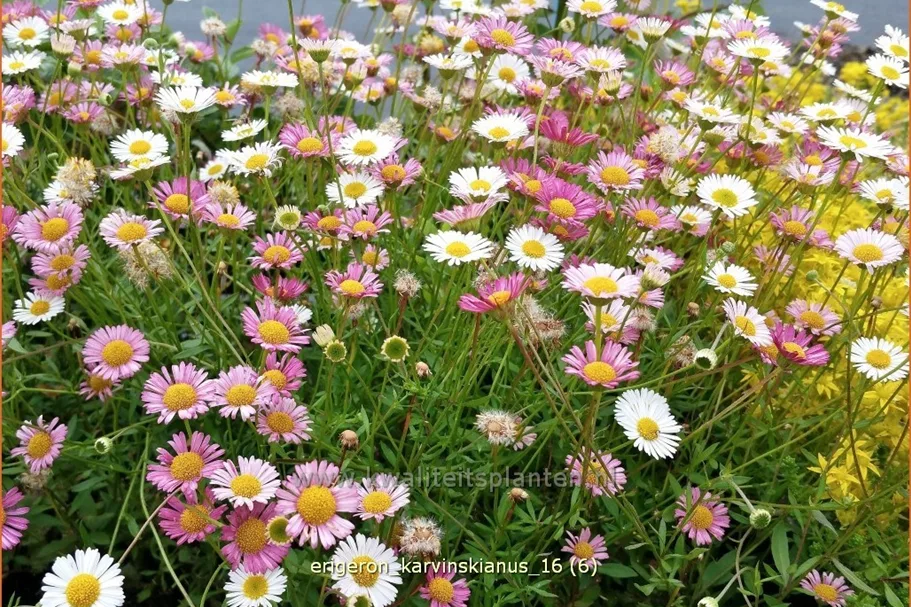 Erigeron karvinskianus