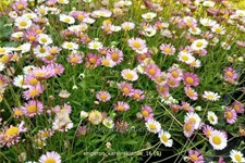 Erigeron karvinskianus