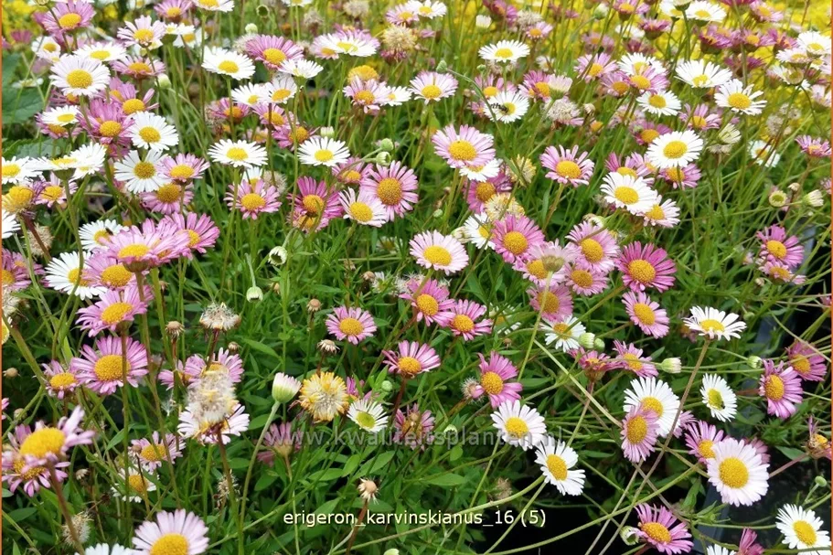 Erigeron karvinskianus