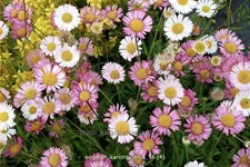 Erigeron karvinskianus