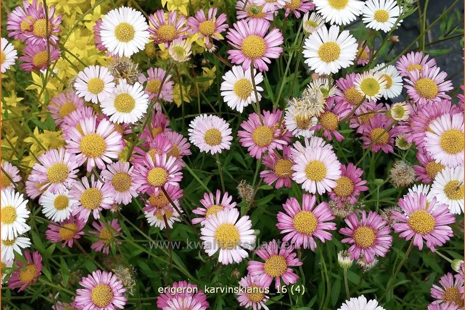 Erigeron karvinskianus