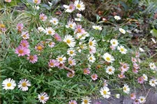 Erigeron karvinskianus
