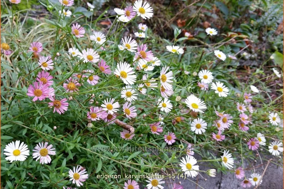 Erigeron karvinskianus