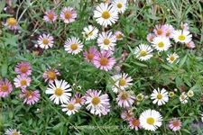 Erigeron karvinskianus