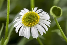 Erigeron karvinskianus
