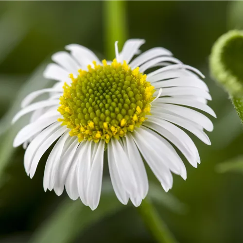 Erigeron karvinskianus