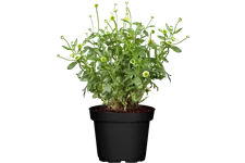 Erigeron karvinskianus