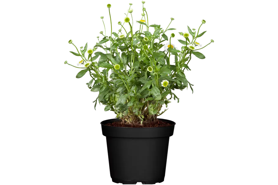 Erigeron karvinskianus