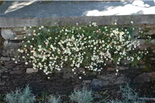 Erigeron karvinskianus