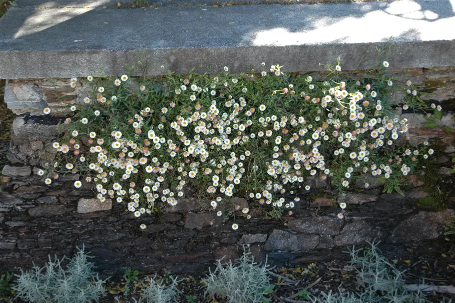 Erigeron karvinskianus