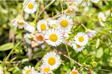 Erigeron karvinskianus