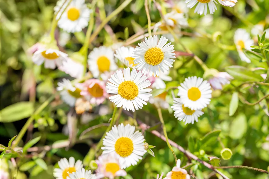 Erigeron karvinskianus