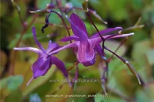 Epimedium grandiflorum 'Shiho'