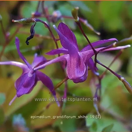 Epimedium grandiflorum 'Shiho'