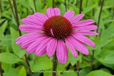 Echinacea purpurea 'Little Magnus'®
