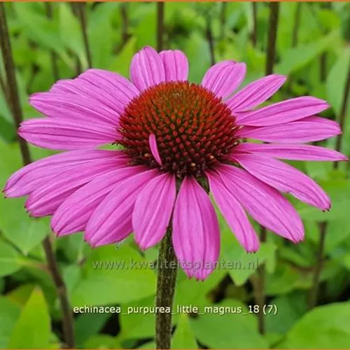 Echinacea purpurea 'Little Magnus'®