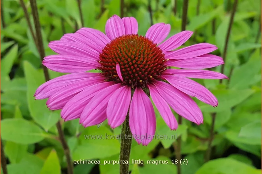 Echinacea purpurea 'Little Magnus'®