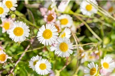 Erigeron karvinskianus