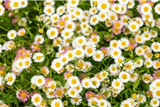 Erigeron karvinskianus