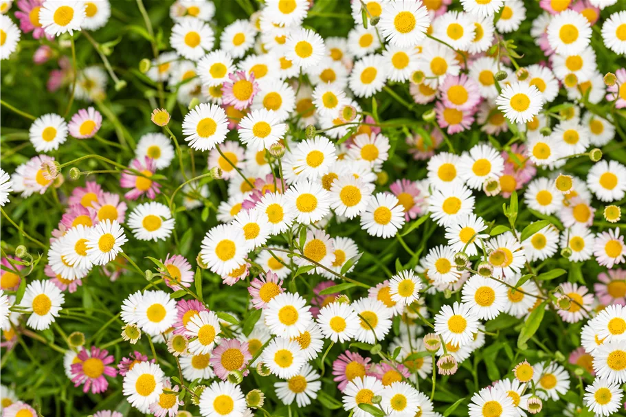 Erigeron karvinskianus