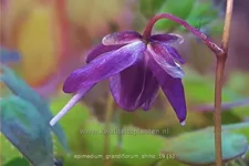 Epimedium grandiflorum 'Shiho'