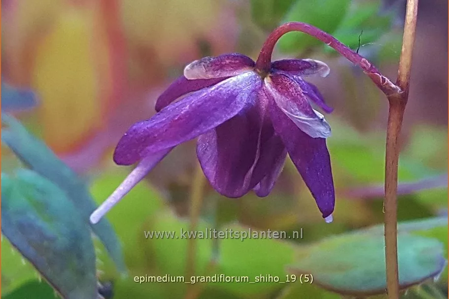 Epimedium grandiflorum 'Shiho'