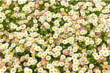 Erigeron karvinskianus