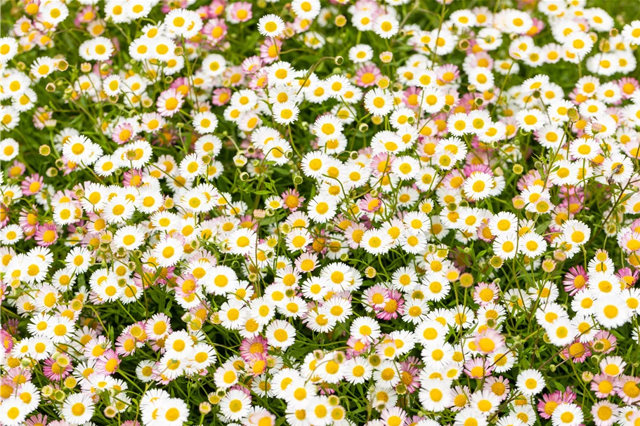 Erigeron karvinskianus