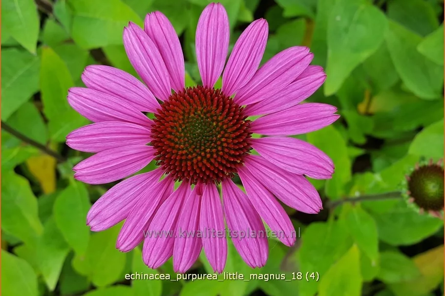Echinacea purpurea 'Little Magnus'®