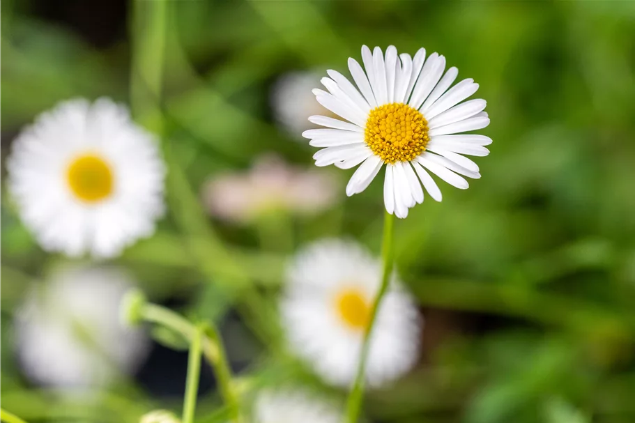 Erigeron karvinskianus