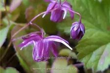 Epimedium grandiflorum 'Shiho'