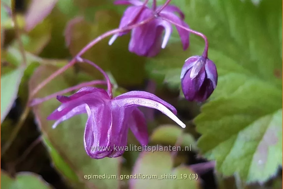Epimedium grandiflorum 'Shiho'