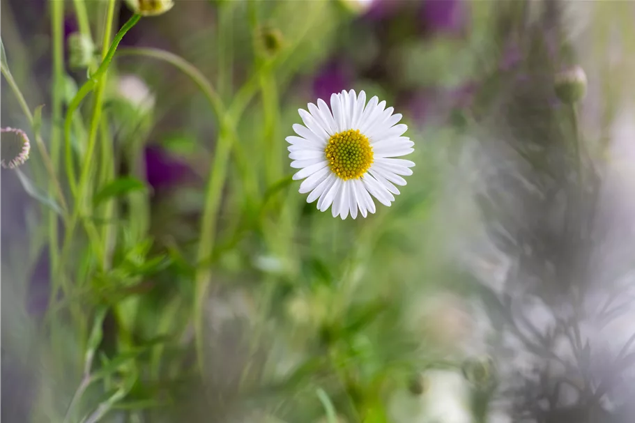 Erigeron karvinskianus
