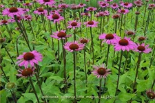 Echinacea purpurea 'Little Magnus'®