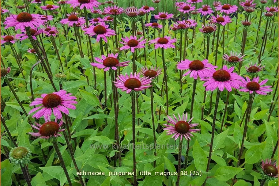 Echinacea purpurea 'Little Magnus'®